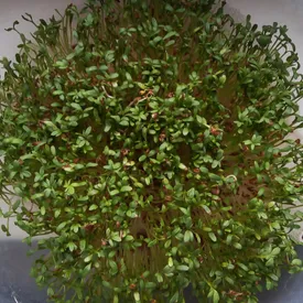 Микрозелень кресс-салата